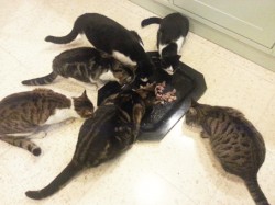kibkom cats.jpg