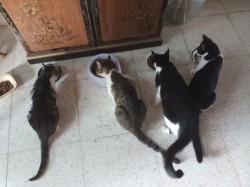 cats kibkom.jpg
