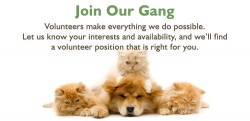 Volunteer1.jpg