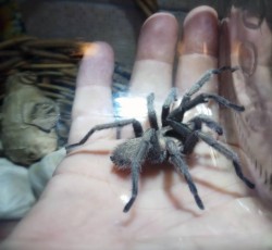 Tarantula.jpg