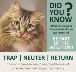 cat neutering2019.jpg