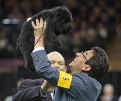 dogshowjudging.jpg