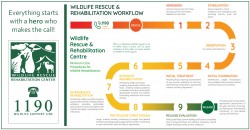 rescueworkflow.jpg