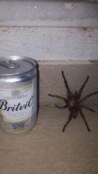 spider.jpg