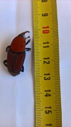 Red Palm Weevil.jpg (119.99 KiB) Viewed 3223 times Found in a Phoenix Palm in Lapta. Palm treated and half a dozen dead Weevils evident. Will moniter and re treat with a systemic insecticide for any living grubs.