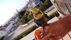 parrot.jpg