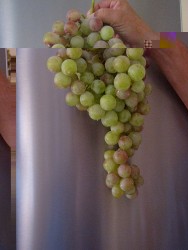 Grapes.jpg