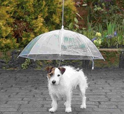 doggy brollie.jpg