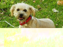 Lost Dog.jpg.jpg