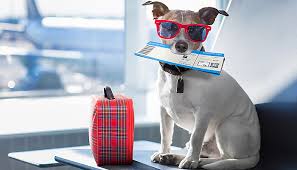 Dog and ticket.jpg