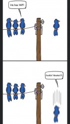 bird joke.jpg