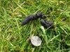 hedgehog-poo.jpg
