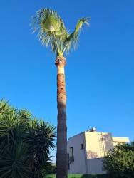 PALM.jpg