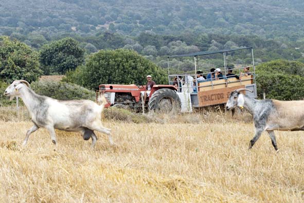 Goat Rush Hour!<br />by Marcos Gittis