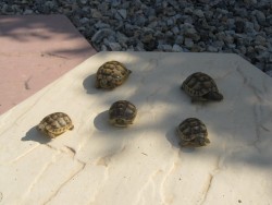 IMG_1249.JPG