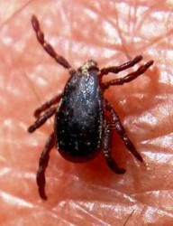 A Cyprus tick