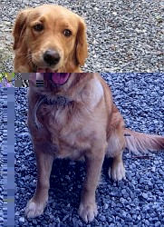 dog1.jpg