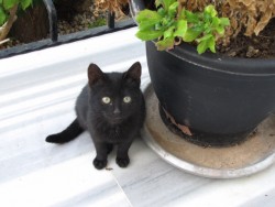 black kitten 006 (640x480).jpg