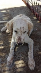 The lovely Repo before he was rescued