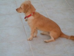 DSCN0570.JPG (17.98 KiB) Viewed 2072 times Here she is. Hope someone recognises her, or may even have taken her in not knowing to whom she belonged.