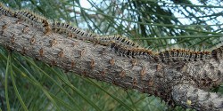caterpillars-3.jpg