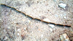 thaumetopoea-pityocampa.jpg