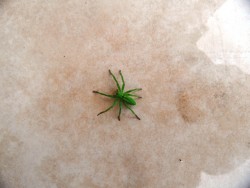 Scary green spider....