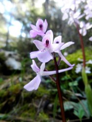 Orchis anatolica.jpg