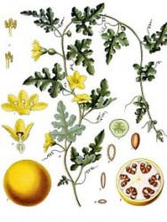 Citrullus_colocynthis.jpg