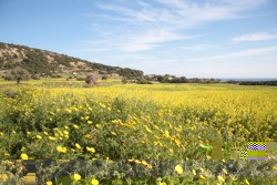 Spring Meadow, Karpaz Peninsular 2012