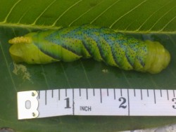 What is this grub I found in the garden here in the trnc.jpg (309.76 KiB) Viewed 859 times What is it.