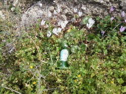 Wild Cyclamen and the Ulidag Soda Water Bottle Plant.jpg