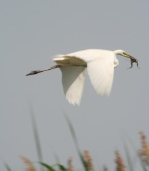 002_Great White Egret flying off with frog (small size).jpg (720.03 KiB) Viewed 959 times I've cheated here. This was taken in Hungary some time ago.
