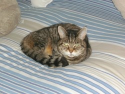 Cleo relaxing