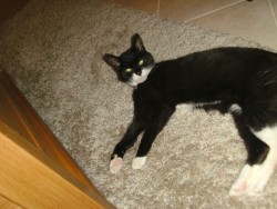 Domino relaxing