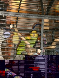 Charlie in his new cage jpg.jpg