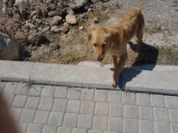 Lost dog.jpg