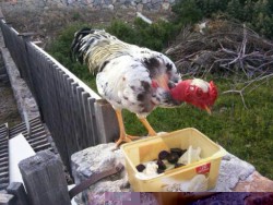 Graeme enjoying a few grapes