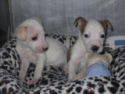 small pups.jpg