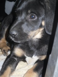 black n tan.jpg