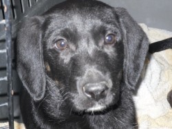black pup.jpg