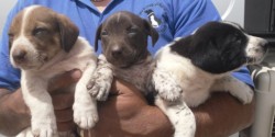 Pups 010.jpg