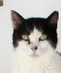 cat snip ear.jpg
