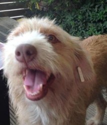 honey  with ear tag.jpg