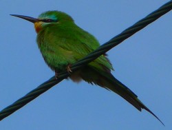 Blue-cheeked Bee-eater.jpg