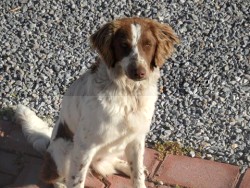 Lost Dog