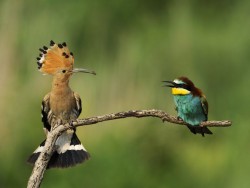 Hoopoe and Bee-Eater.jpg