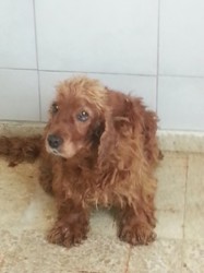 Spaniel 1.jpg