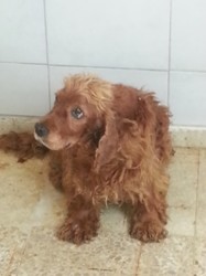 spaniel 2.jpg