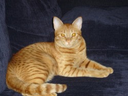 maumau-photo.jpg